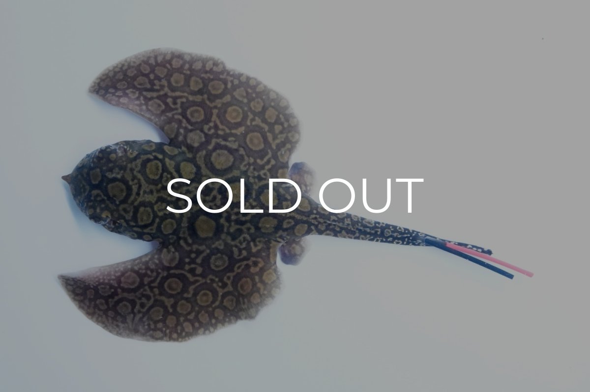 画像1: バットマンスティングレイ 　NO.6 (1)