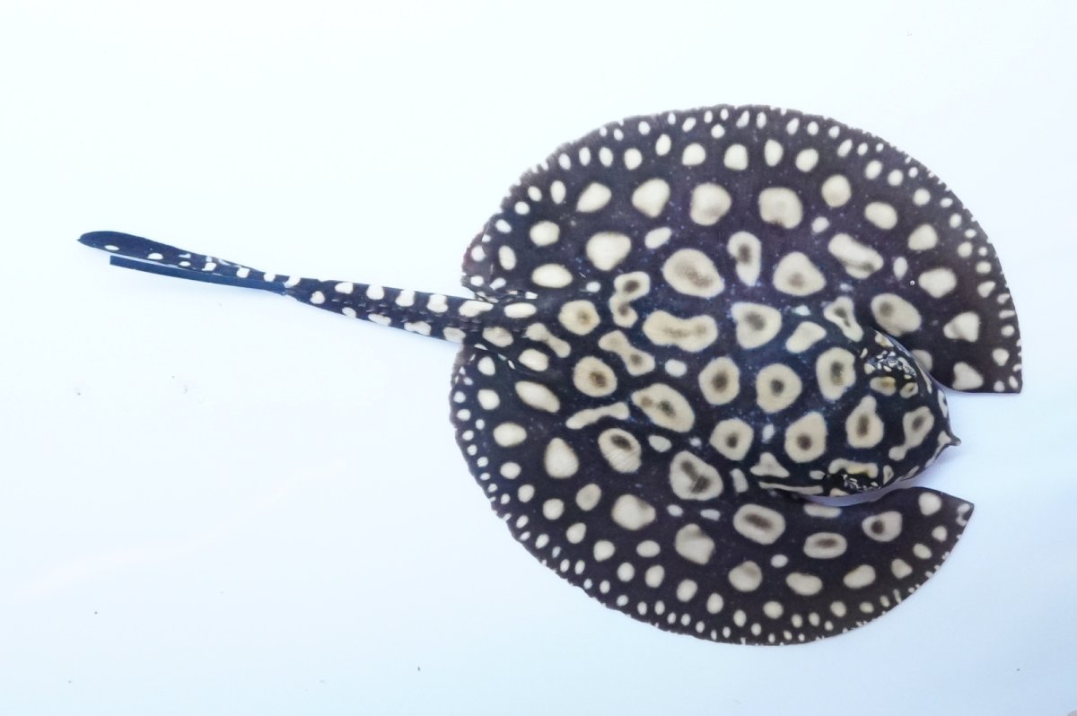 画像1: バットマンスティングレイ　NO.1 (1)