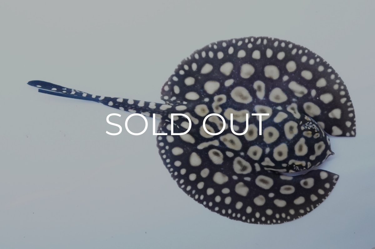 画像1: バットマンスティングレイ　NO.1 (1)