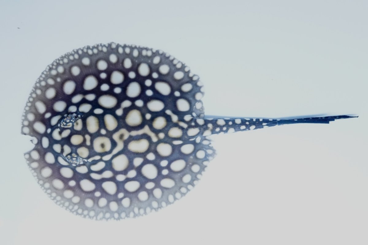 画像1: バットマンスティングレイ（プチ） NO.4 (1)