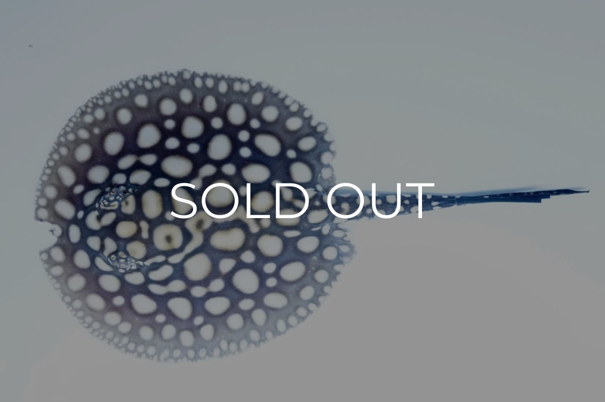 画像1: バットマンスティングレイ（プチ） NO.4 (1)