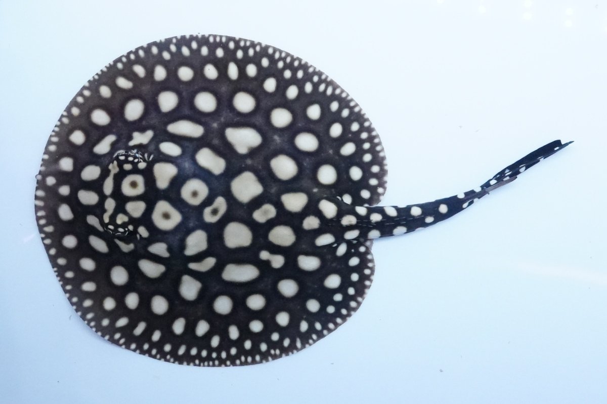 画像1: ダイヤモンドポルカ（メス） NO.1 (1)