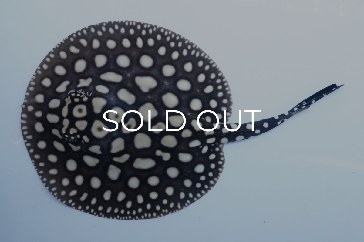 画像1: ダイヤモンドポルカ（メス） NO.1 (1)