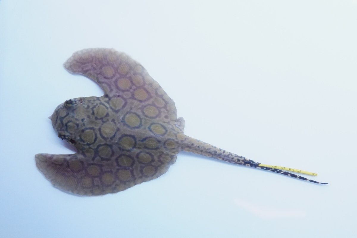 画像1: バットマンスティングレイ　 NO.10 (1)