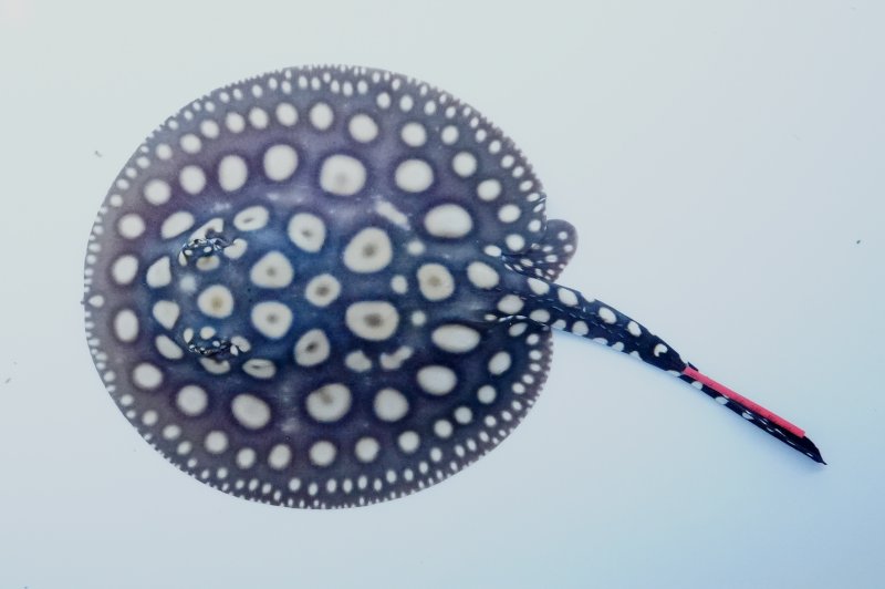 大幅値下げ‼️69,800円→23,800円‼️淡水エイ:ダイヤモンドポルカ♀メス Albino White Diamond Polka Dot Stingray - アジアアロワナ・アクリル