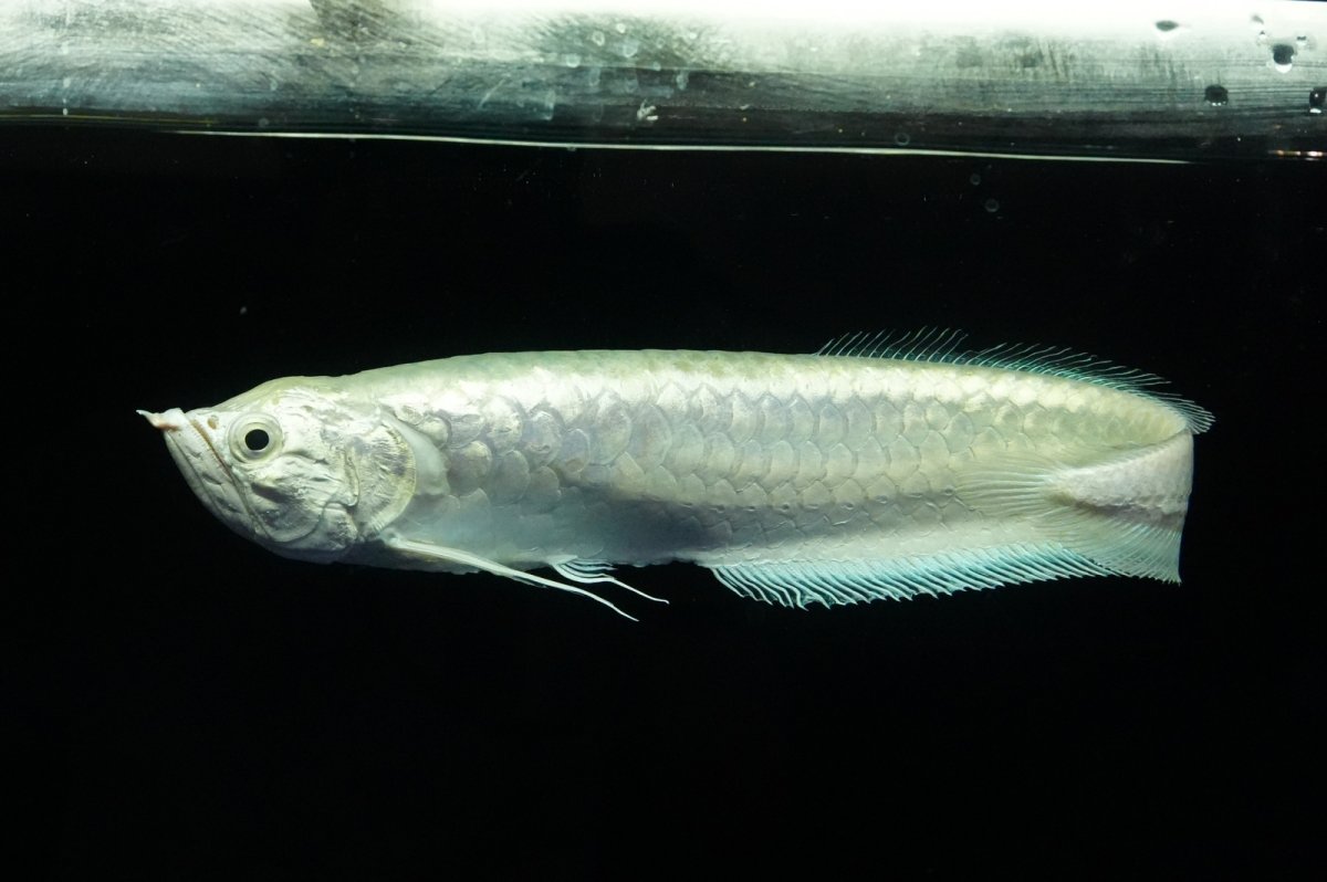 画像6: プラチナブラックアロワナ (6)