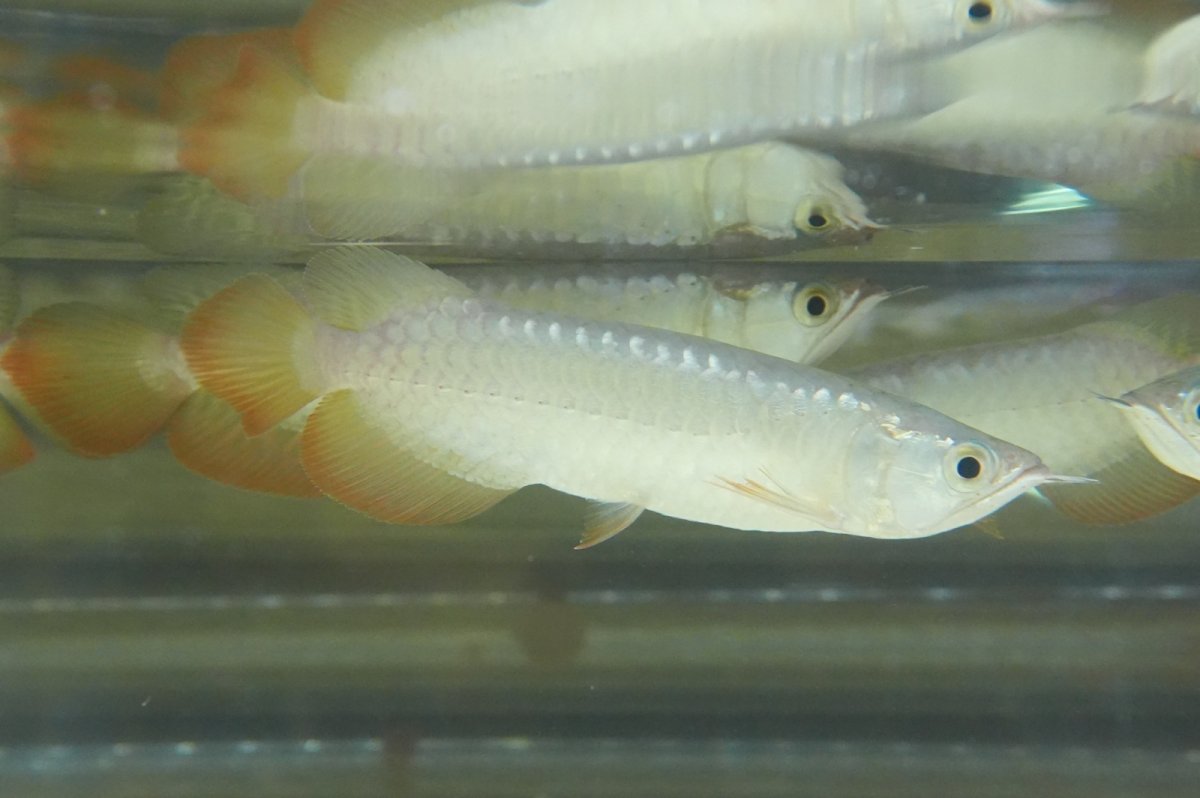 画像3: 紅尾金龍　 NO.00（アクアリーダー産）お任せ選別 (3)