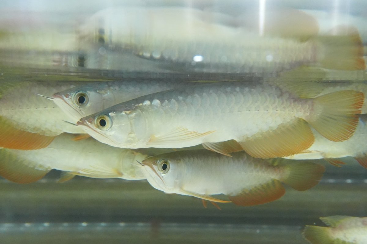 画像2: 紅尾金龍　 NO.00（アクアリーダー産）お任せ選別 (2)