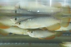 画像2: 紅尾金龍　 NO.00（アクアリーダー産）お任せ選別 (2)