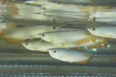 画像1: 紅尾金龍　 NO.00（アクアリーダー産）お任せ選別 (1)