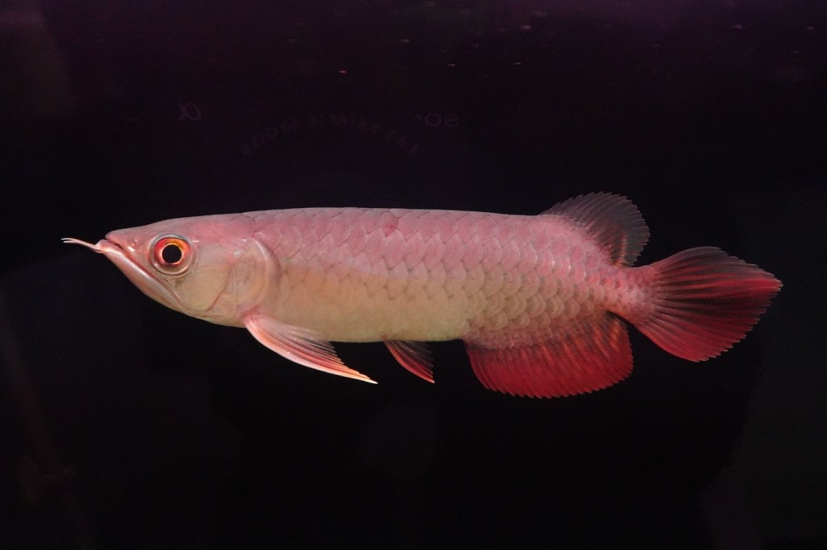 画像1: 紅尾金龍　 NO.14（ディナミカカプアス産） (1)