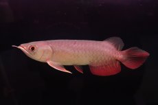 画像1: 紅尾金龍　 NO.14（ディナミカカプアス産） (1)