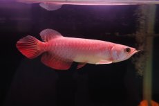 画像2: 紅尾金龍　 NO.14（ディナミカカプアス産） (2)