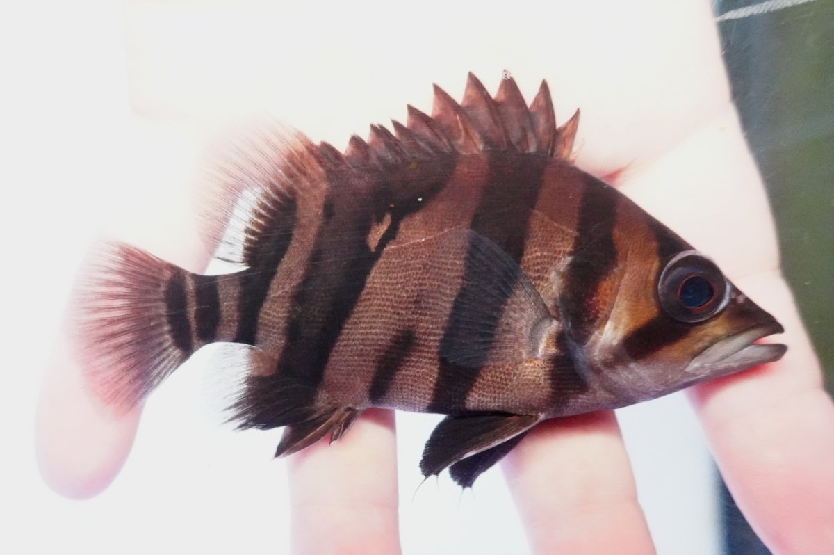 画像1: ダトニオプラスワン　リアルバンド　No4 (1)