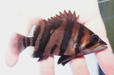 画像1: ダトニオプラスワン　リアルバンド　No4 (1)