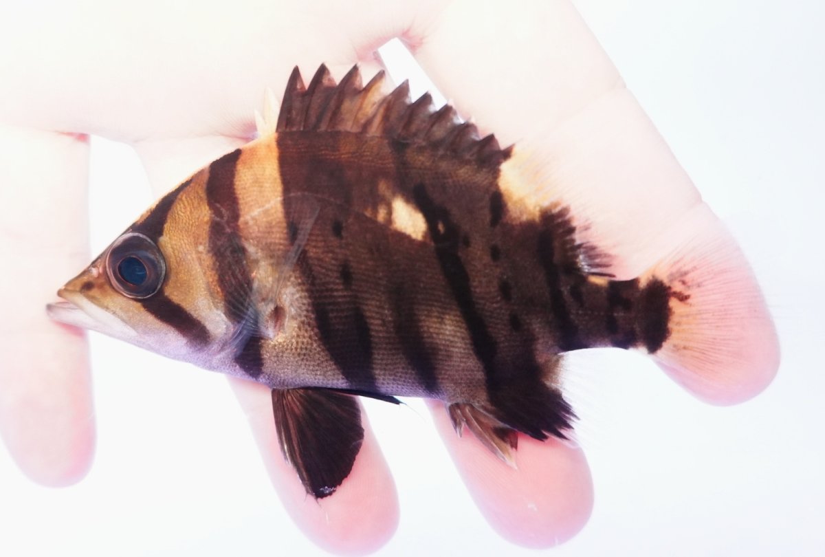 画像2: ダトニオプラスワン　リアルバンド　No6 (2)