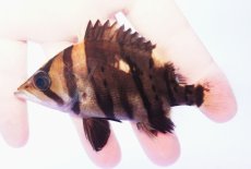 画像2: ダトニオプラスワン　リアルバンド　No6 (2)