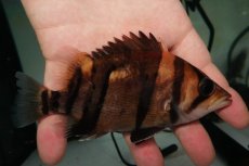 画像1: ダトニオプラスワン　リアルバンド　No2 (1)