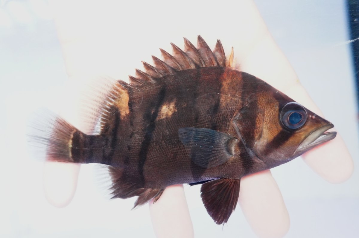 画像2: ダトニオプラスワン　リアルバンド　No7 (2)