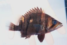 画像2: ダトニオプラスワン　リアルバンド　No7 (2)