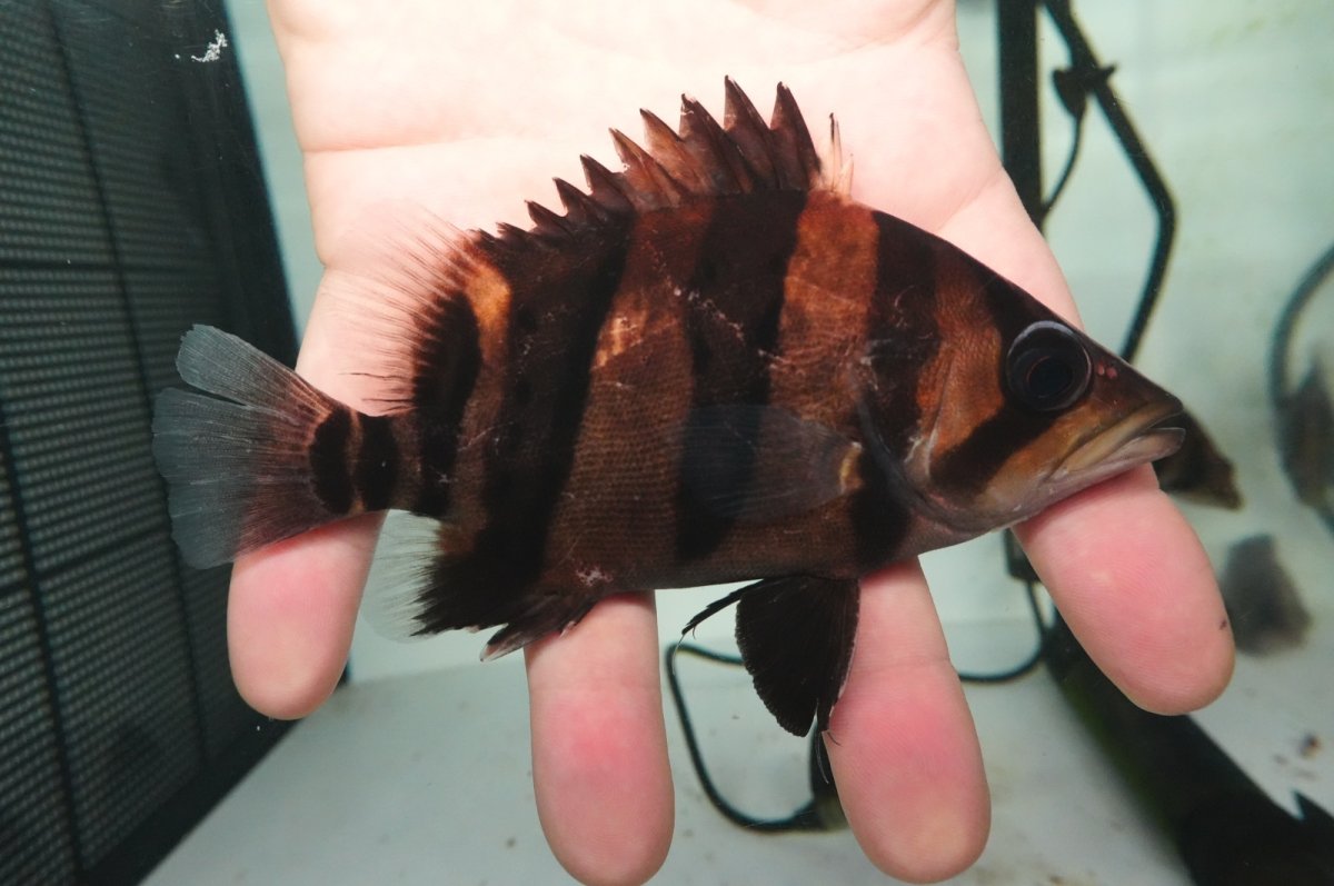 画像2: ダトニオプラスワン　リアルバンド　No3 (2)