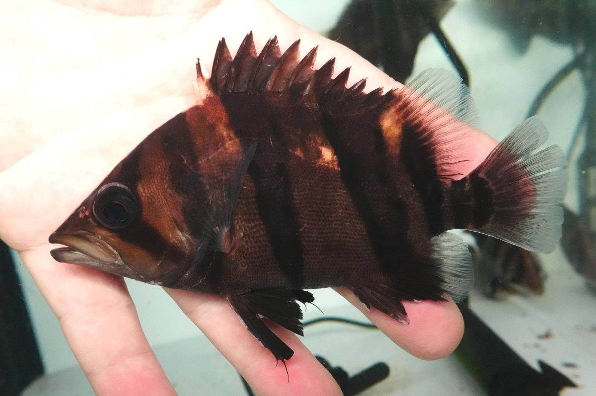 画像3: ダトニオプラスワン　リアルバンド　No3 (3)