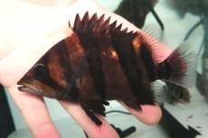 画像3: ダトニオプラスワン　リアルバンド　No3 (3)