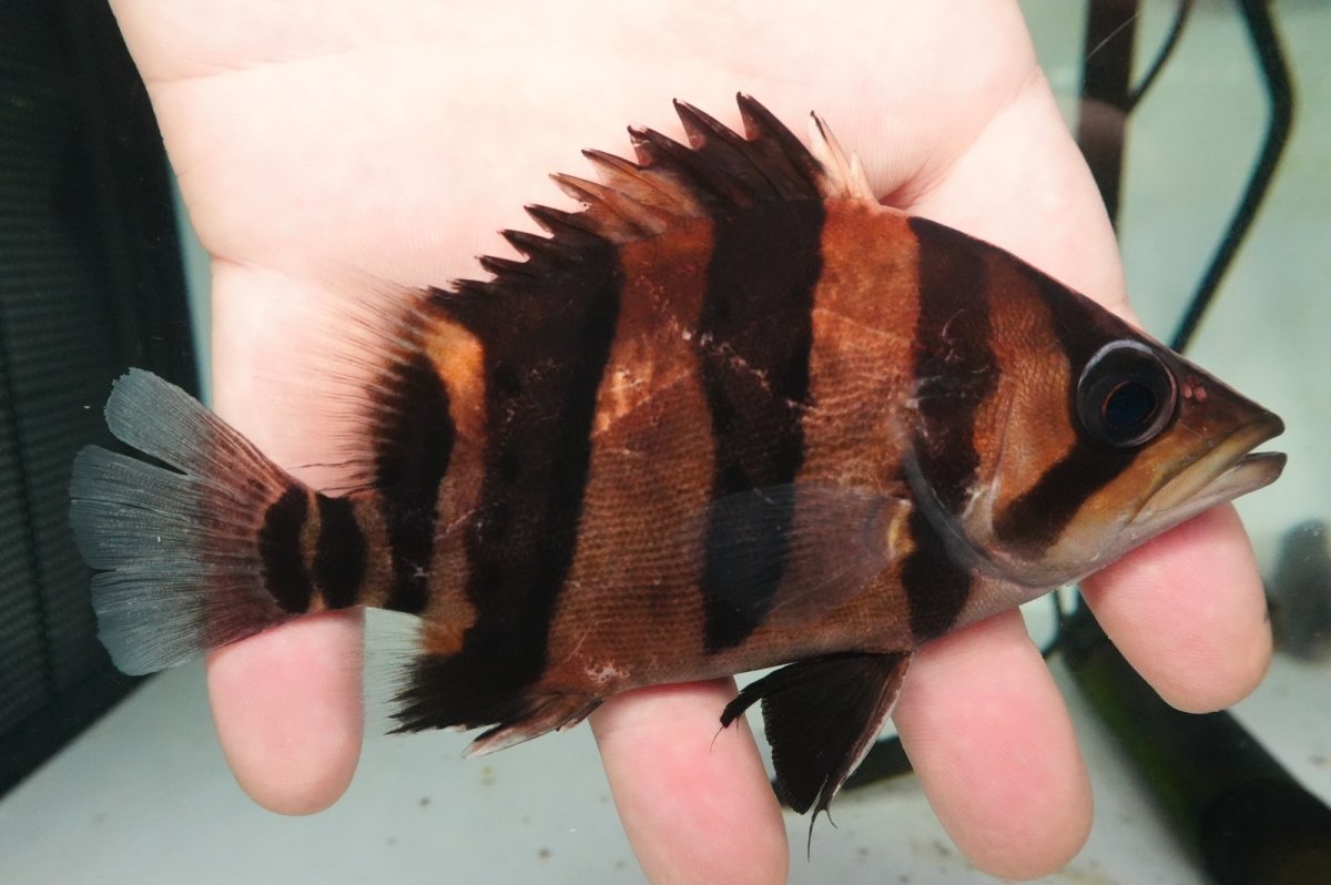 画像1: ダトニオプラスワン　リアルバンド　No3 (1)