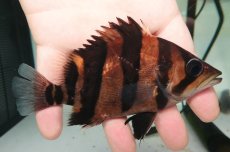 画像1: ダトニオプラスワン　リアルバンド　No3 (1)