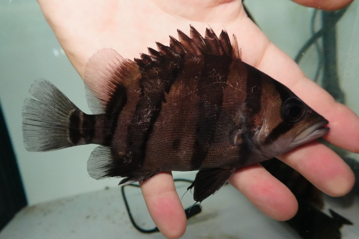 画像2: ダトニオプラスワン　リアルバンド　No1 (2)