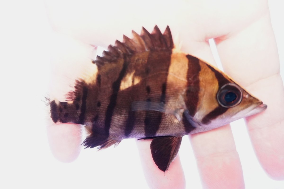 画像1: ダトニオプラスワン　リアルバンド　No6 (1)