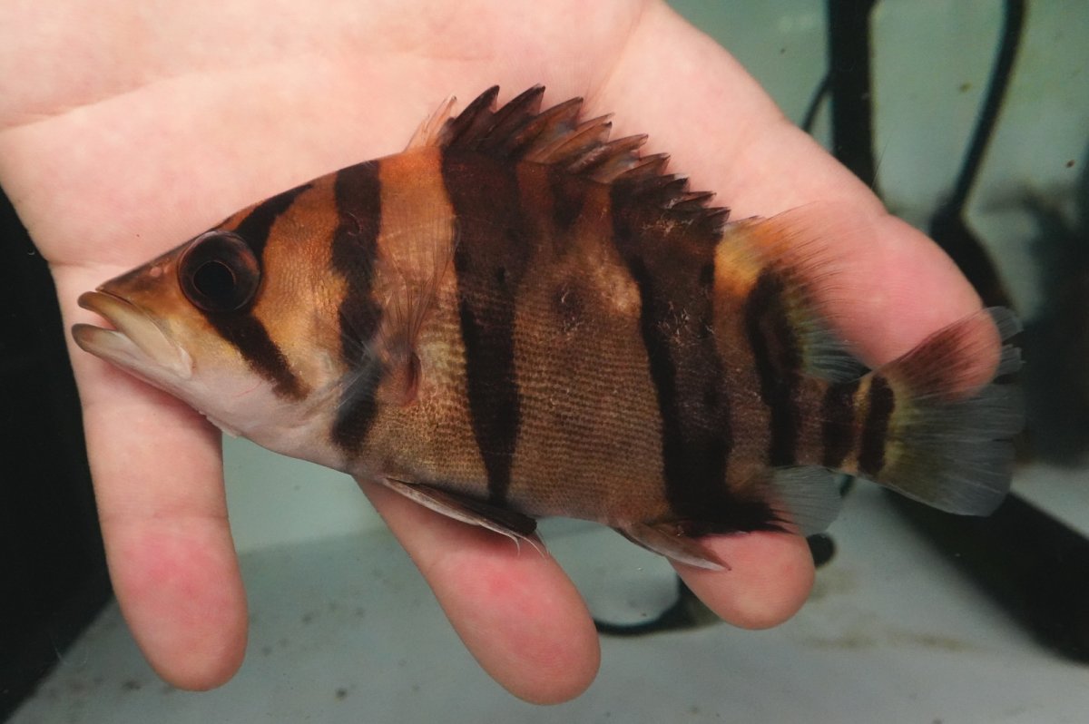 画像2: ダトニオプラスワン　リアルバンド　No2 (2)