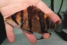 画像2: ダトニオプラスワン　リアルバンド　No2 (2)