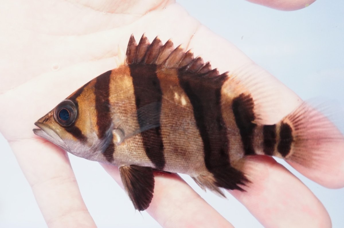 画像1: ダトニオプラスワン　リアルバンド　No5 (1)