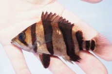 画像1: ダトニオプラスワン　リアルバンド　No5 (1)