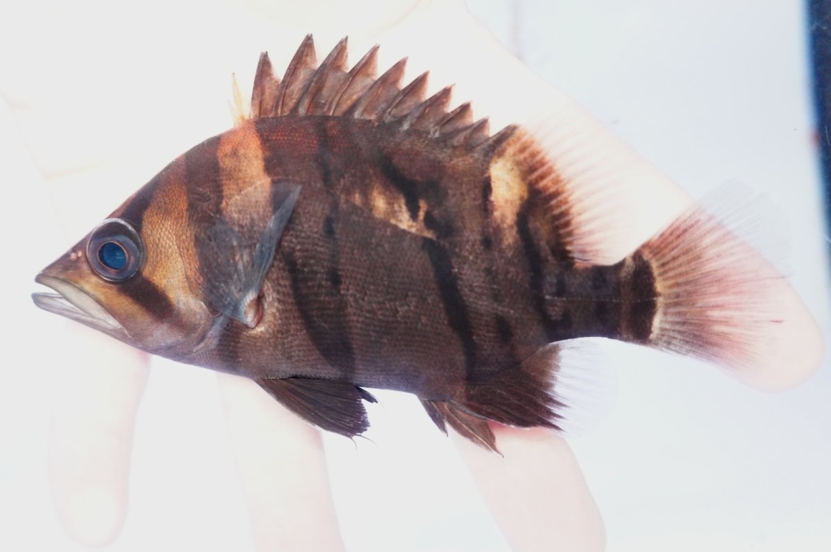 画像1: ダトニオプラスワン　リアルバンド　No7 (1)