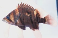 画像1: ダトニオプラスワン　リアルバンド　No7 (1)