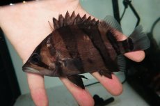 画像1: ダトニオプラスワン　リアルバンド　No1 (1)