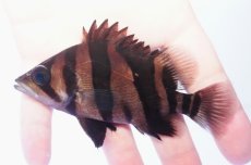 画像2: ダトニオプラスワン　リアルバンド　No4 (2)