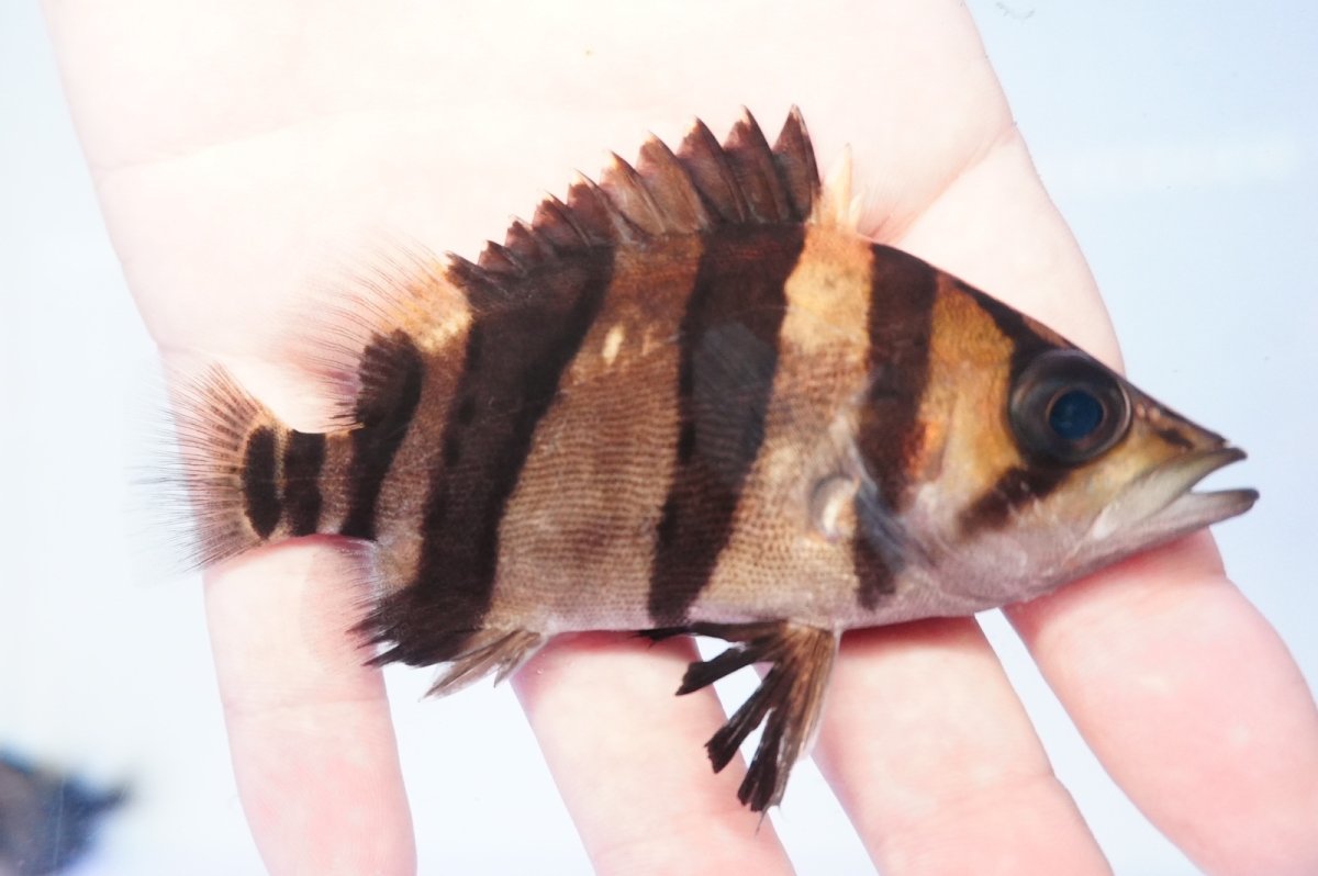 画像2: ダトニオプラスワン　リアルバンド　No5 (2)