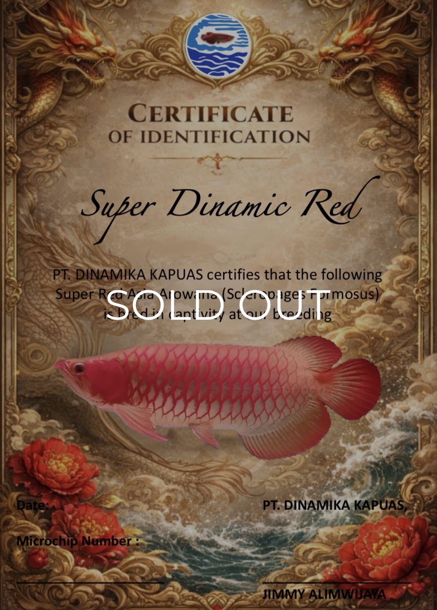 画像1: ダイナミックレッド NO.111（ディナミカカプアス産）(nagatomo様専用) (1)