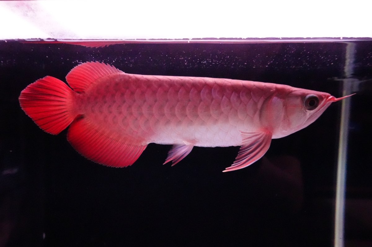 画像3: 【特価魚】スーパーレッド（下取り魚）NO.222 (3)