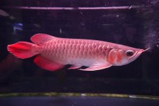 画像4: 【特価魚】スーパーレッド（下取り魚）NO.333 (4)