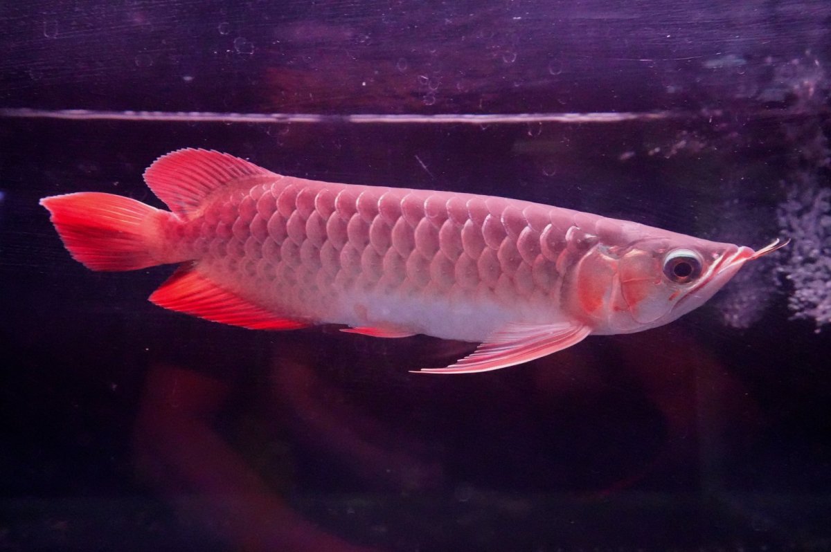 画像3: 【特価魚】スーパーレッド（下取り魚）NO.333 (3)