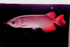 画像2: 【特価魚】スーパーレッド（下取り魚）NO.222 (2)