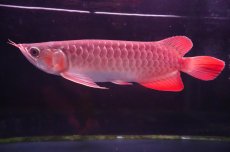 画像1: 【特価魚】スーパーレッド（下取り魚）NO.333 (1)