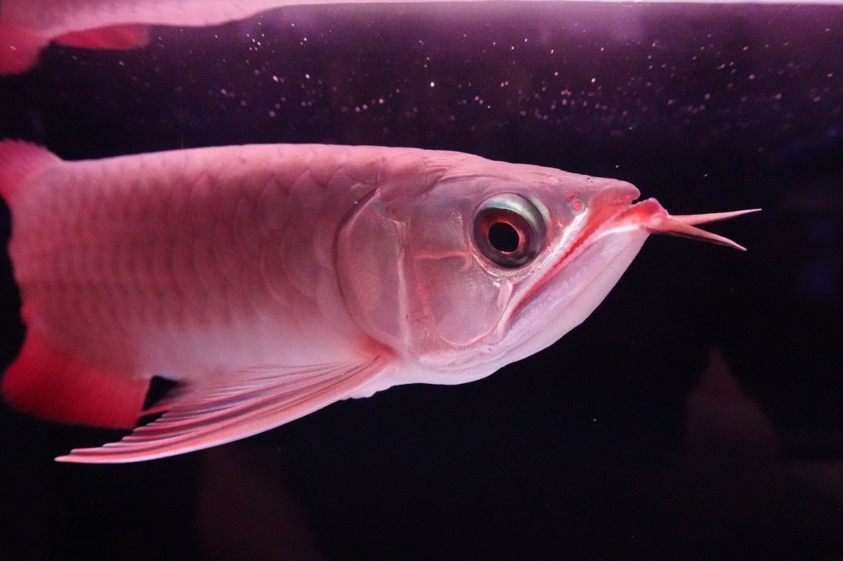 画像7: 【特価魚】スーパーレッド（下取り魚）NO.222 (7)