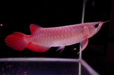 画像4: 【特価魚】スーパーレッド（下取り魚）NO.222 (4)