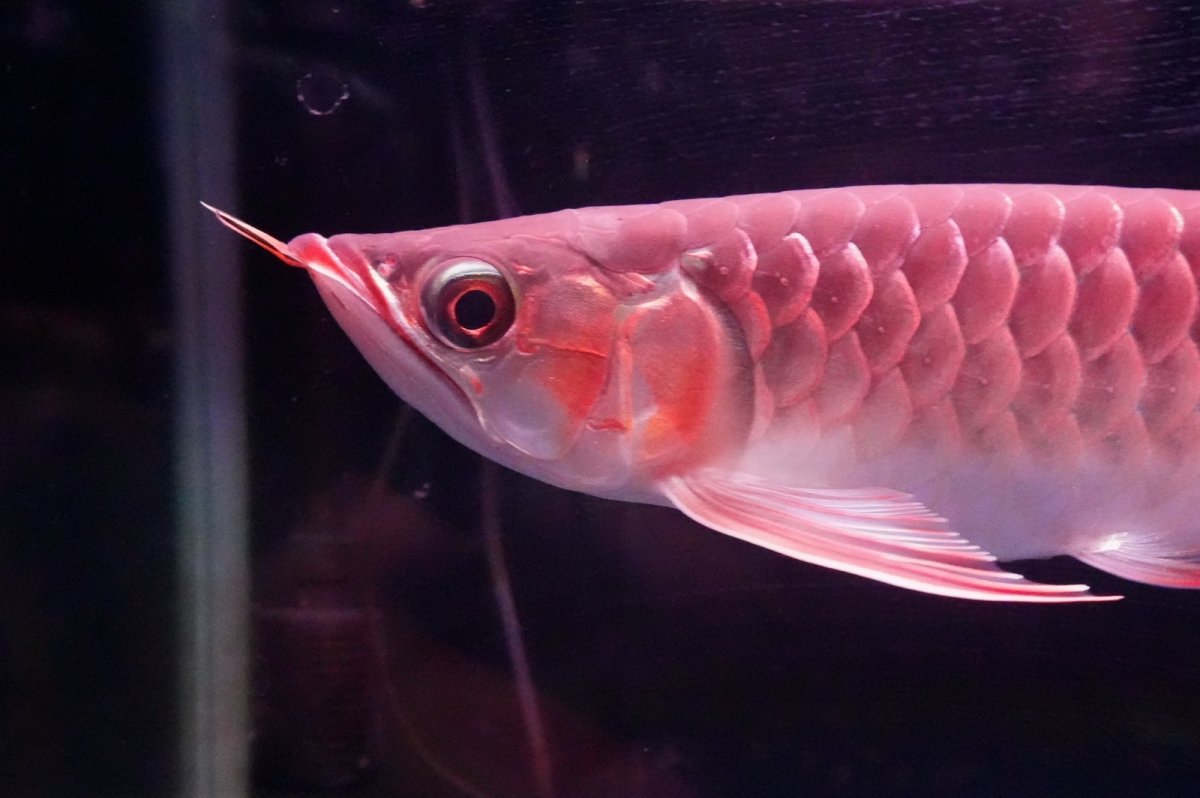 画像5: 【特価魚】スーパーレッド（下取り魚）NO.333 (5)