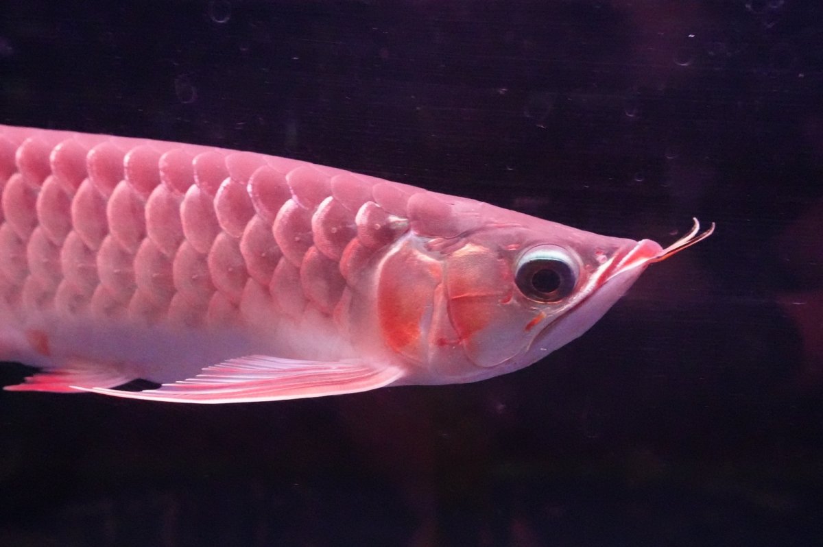 画像6: 【特価魚】スーパーレッド（下取り魚）NO.333 (6)